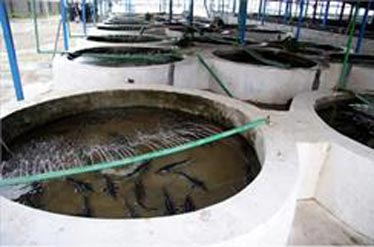 قیمت گوشت خاویار