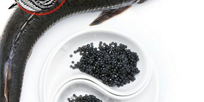 خرید اینترنتی خاویار