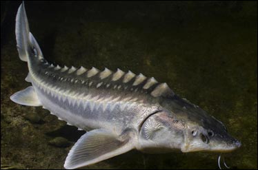 انواع ماهی خاویار دریای خزر