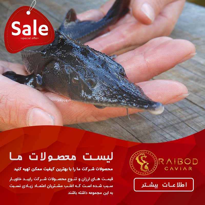 فروش ماهی سوروگا در ایران