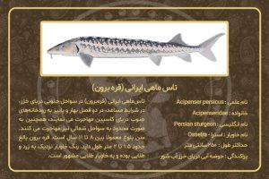 مشخصات انواع ماهی خاویار