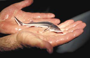 بچه ماهی خاویاری سیبری