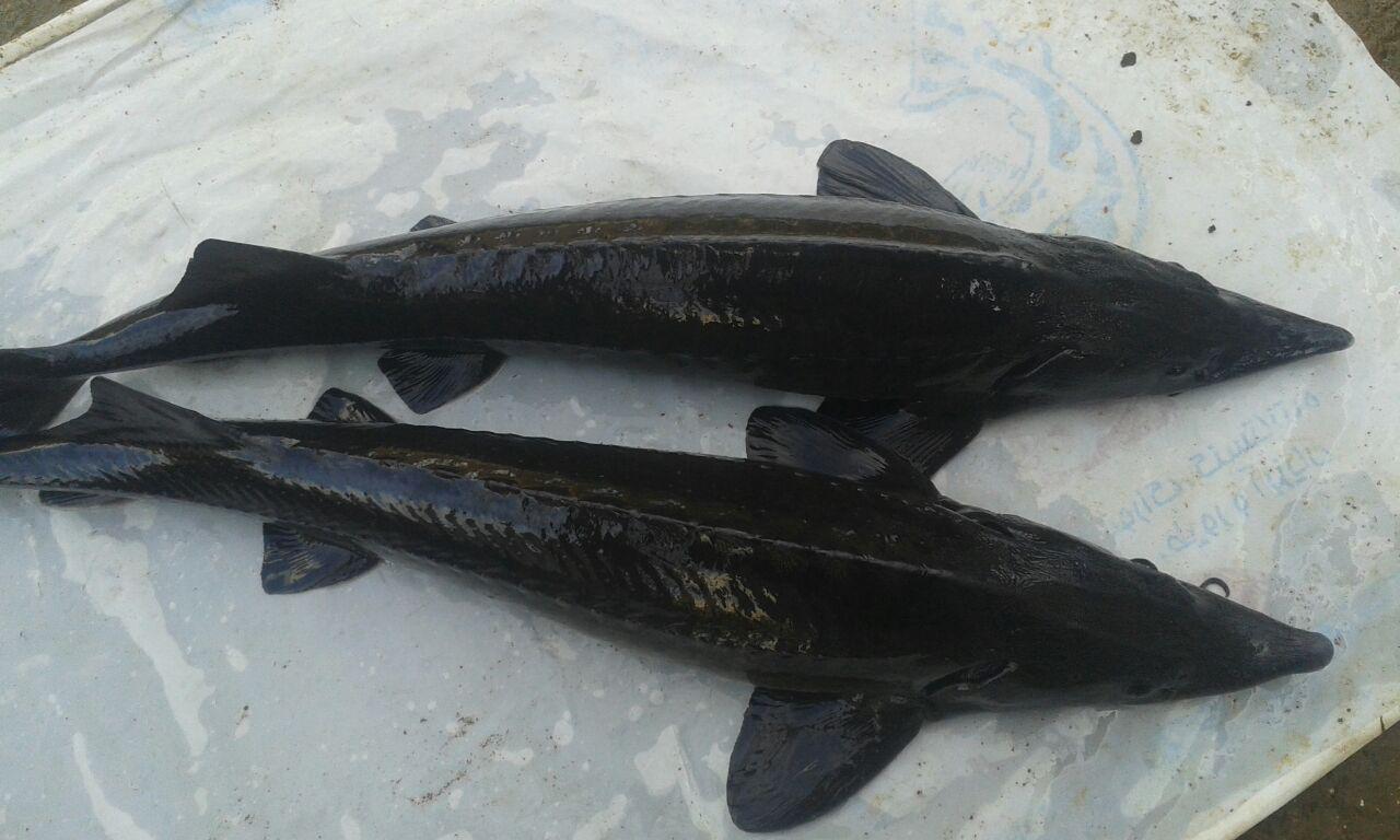 ماهی خاویار سیبری