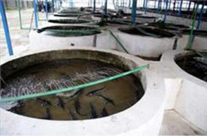 تولید انواع فیل ماهی بلوگا