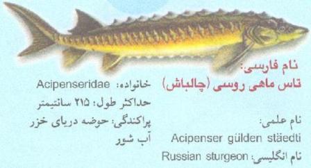تاس ماهی