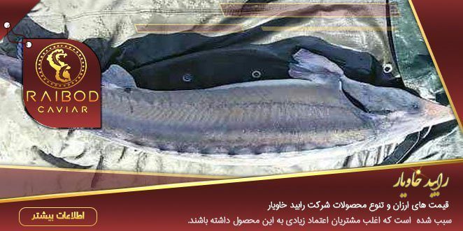 خرید و فروش ماهی خاویار زنده